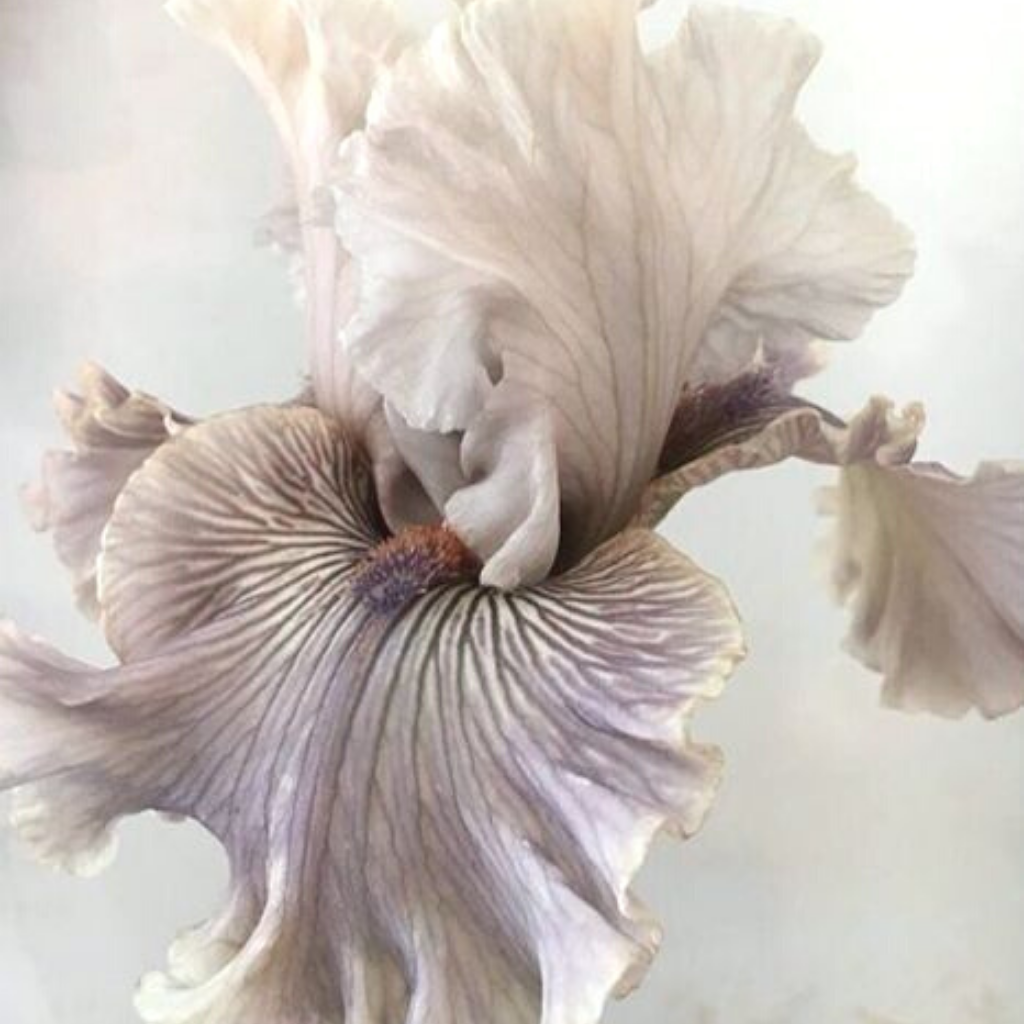 iris natural perfume